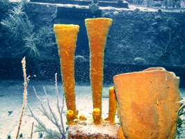 019 Sponges on the Oro Verde IMG 5116